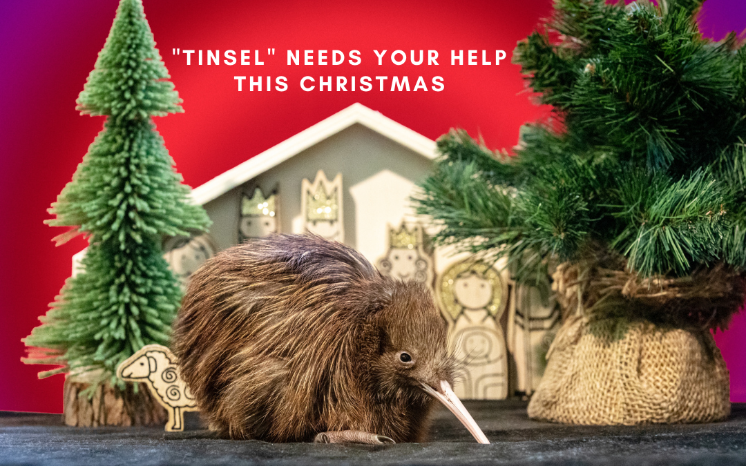 “Tinsel” needs your help this Christmas