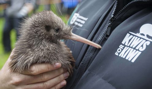 A significant boost for the protection of Coromandel Brown Kiwi