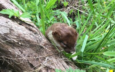How to combat stoats this summer