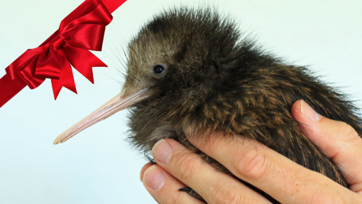 Give the gift of a kiwi