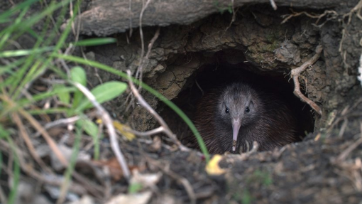 North Island Brown Kiwi in a burrow