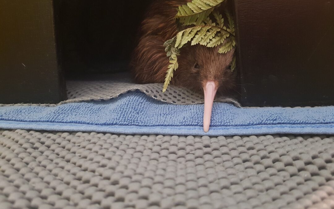 VIDEO: Kiwi chick that hatched on live TV released into the wild