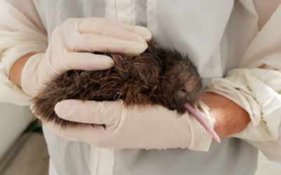 VIDEO: Kiwi hatches live on TVNZ’s Breakfast to squeals of delight