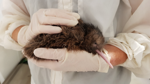 VIDEO: Kiwi hatches live on TVNZ’s Breakfast to squeals of delight